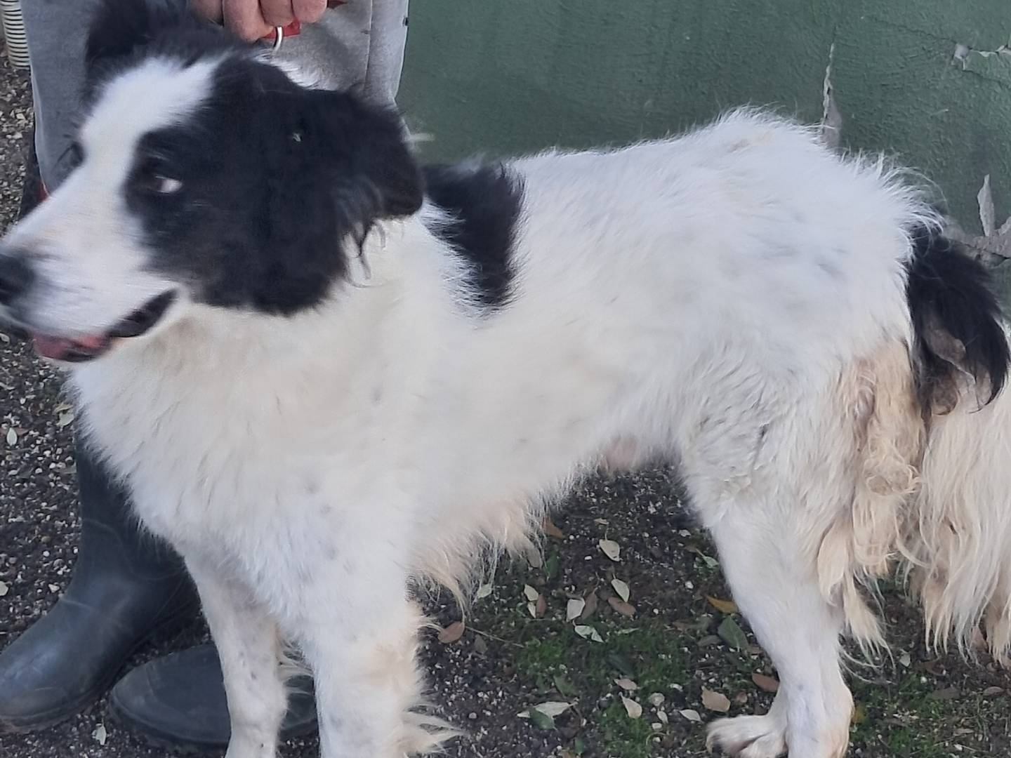 Vuoi adottare un cane a Caserta?
