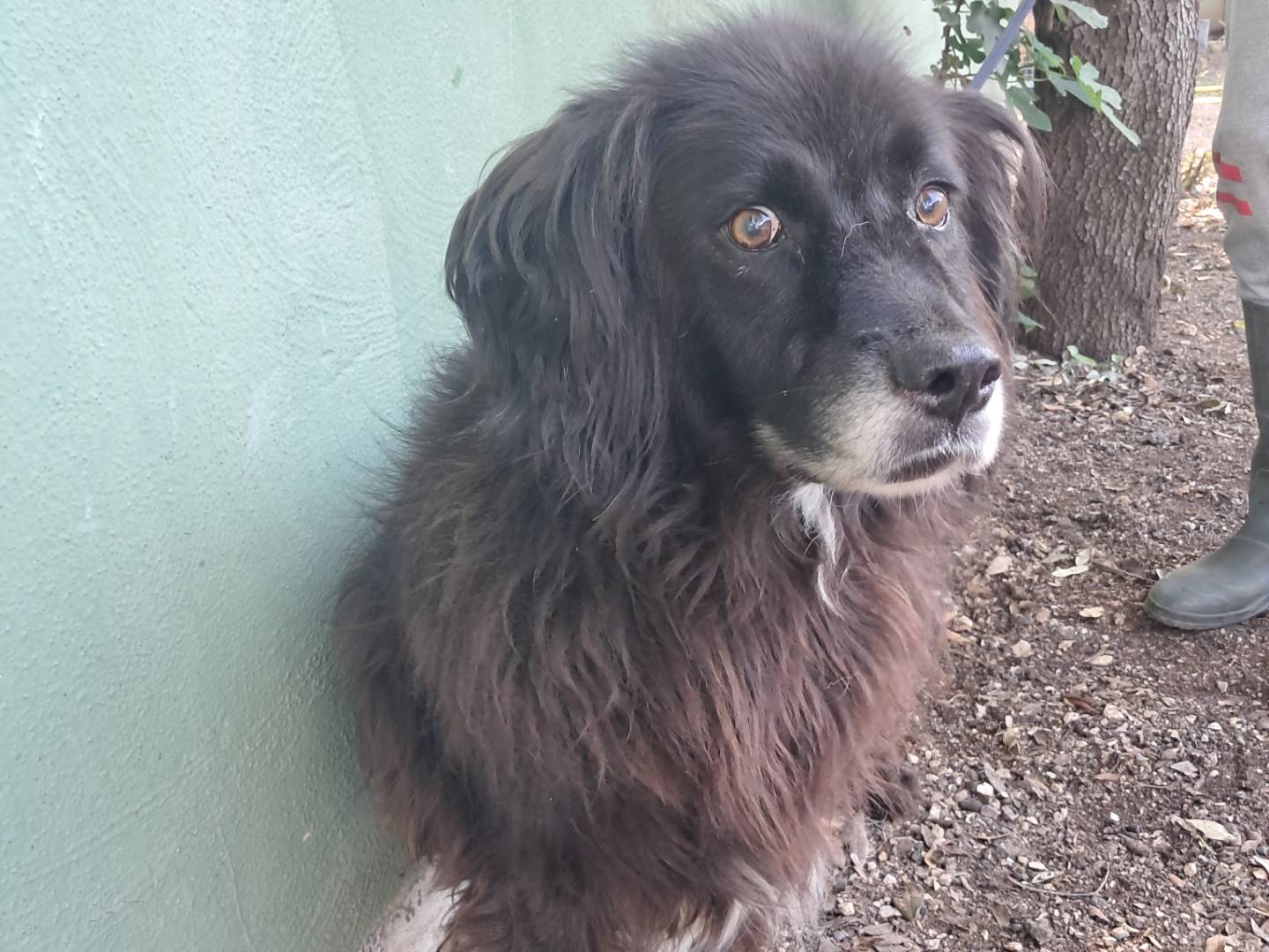 Adozione cane, maschio, Razza sconosciuta Razza sconosciuta, 9 anni e 11 mesi, taglia media, Caserta