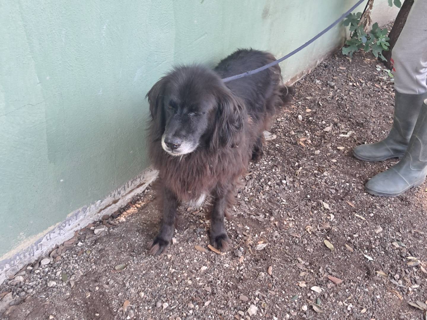 Adotta un cane, taglia media, maschio, Caserta