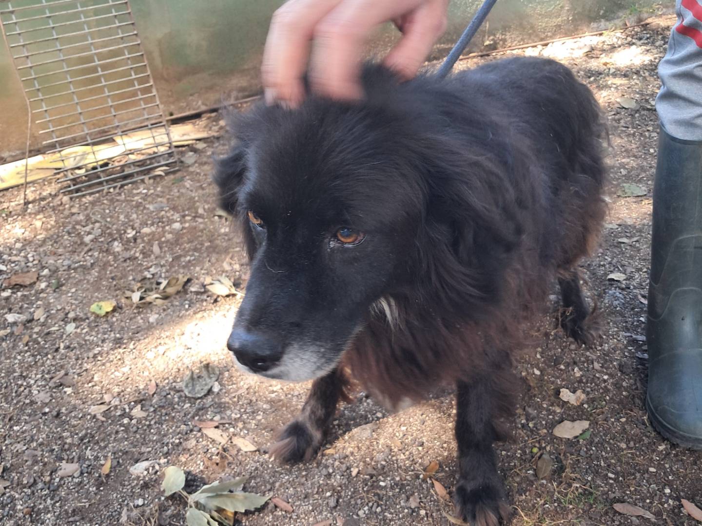 Vuoi adottare un cane a Caserta?