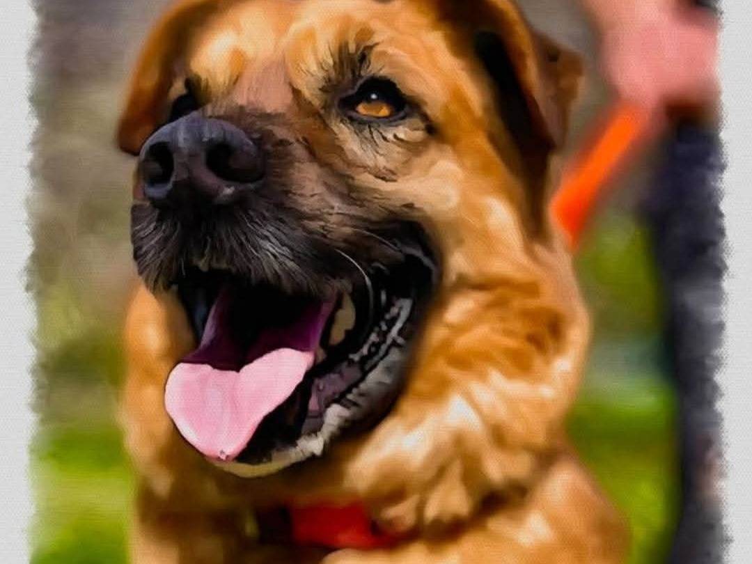 Adozione cane, maschio, Razza sconosciuta Razza sconosciuta, 3 anni, taglia grande, Milano