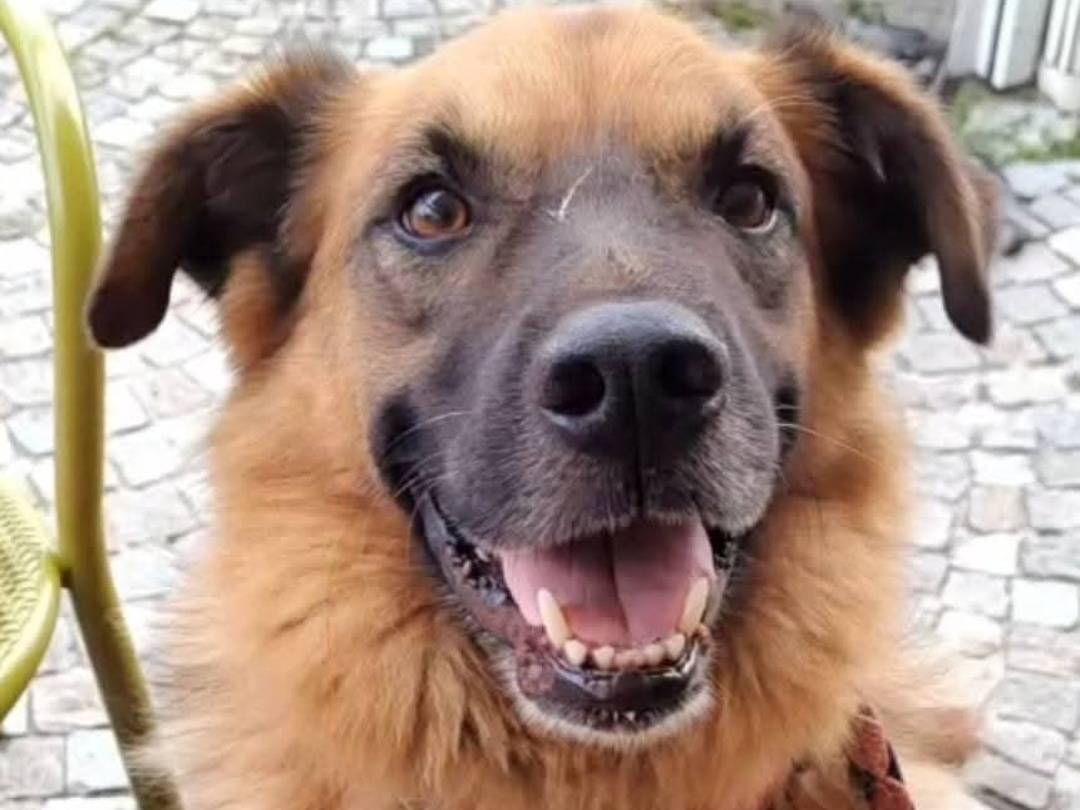Adotta un cane, maschio, 3 anni, Milano