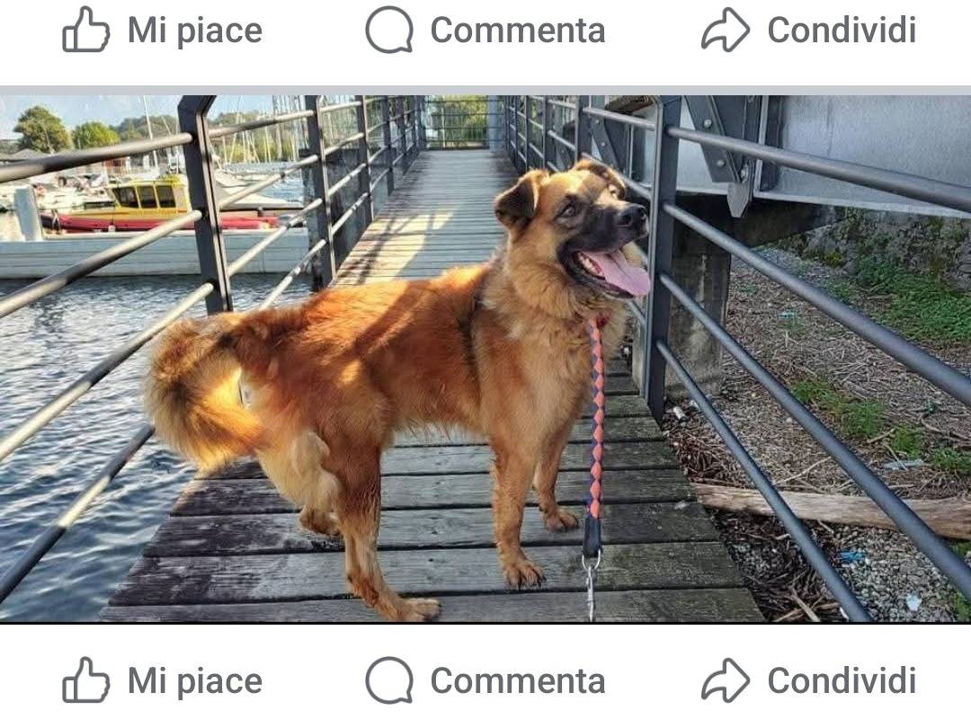 Adotta un cane, taglia grande, maschio, Milano