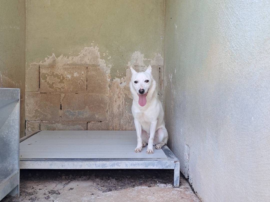 Adozione cane, maschio, Razza sconosciuta Razza sconosciuta, 2 anni e 10 mesi, taglia piccola, Caserta