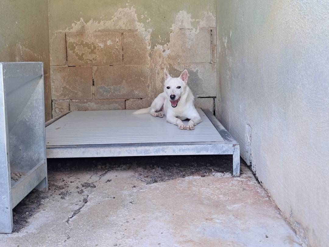 Adotta un cane, maschio, 2 anni e 10 mesi, Caserta