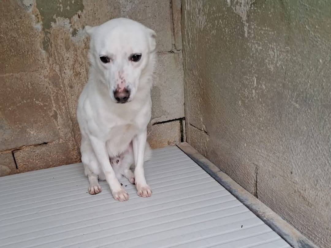 Vuoi adottare un cane a Caserta?