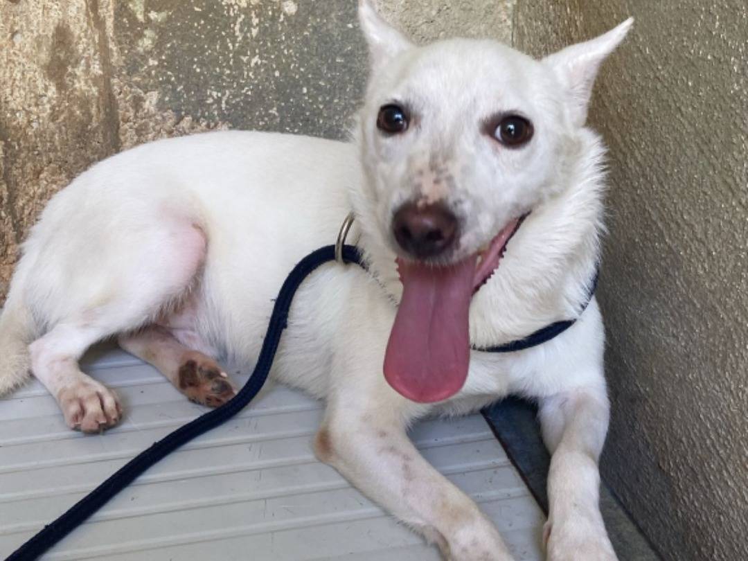 Adotta il cane Hiroshy a Caserta