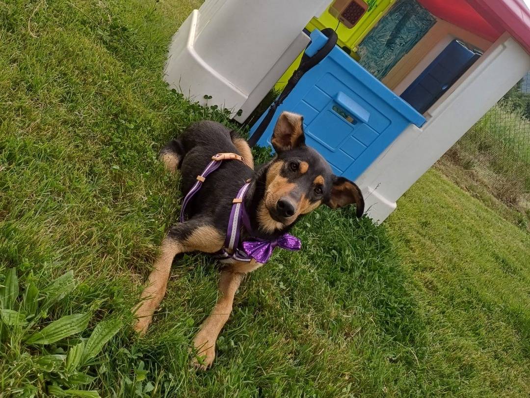 Vuoi adottare un cane a Salerno?
