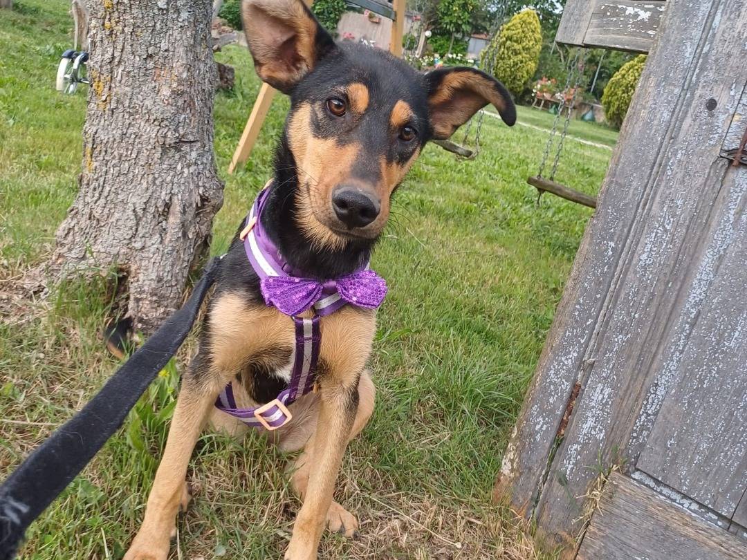 Adotta il cane Shana a Salerno