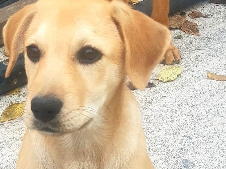 Adozione cane, femmina, Golden Retriever Razza sconosciuta, 1 mesi, taglia media, Milano