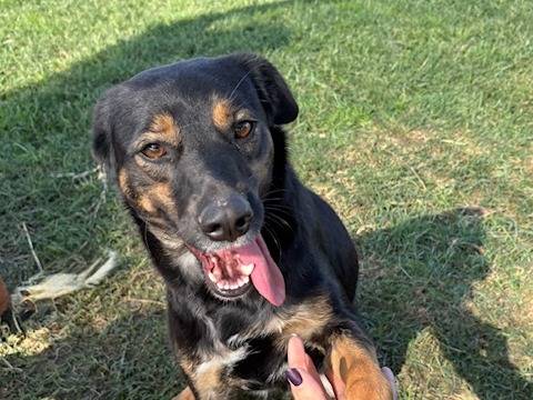 Adozione cane, femmina, Razza sconosciuta Razza sconosciuta, 1 anno e 9 mesi, taglia media contenuta, Latina