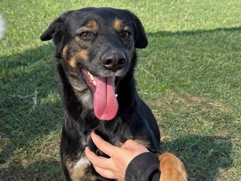 Adotta un cane, femmina, 1 anno e 9 mesi, Latina