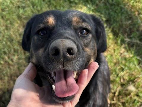 Adotta un cane, taglia media contenuta, femmina, Latina