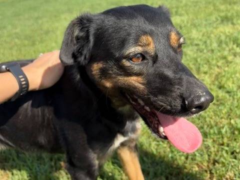 Adotta il cane Tac a Latina