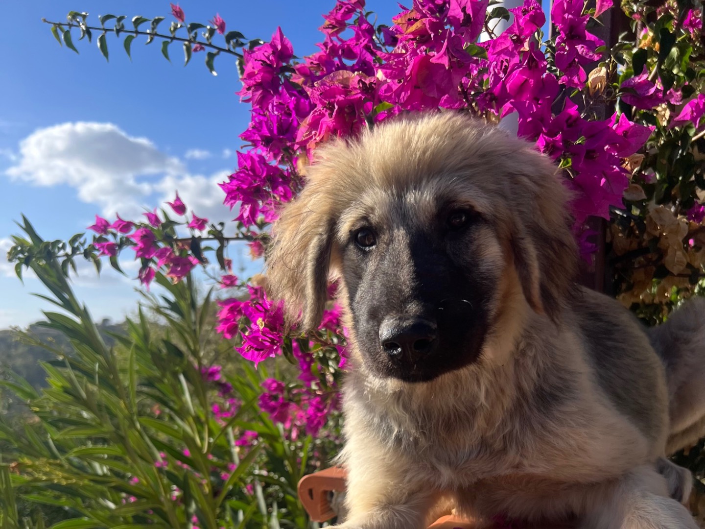 Adozione cane, maschio, Razza sconosciuta Razza sconosciuta, 5 mesi, taglia grande, Enna