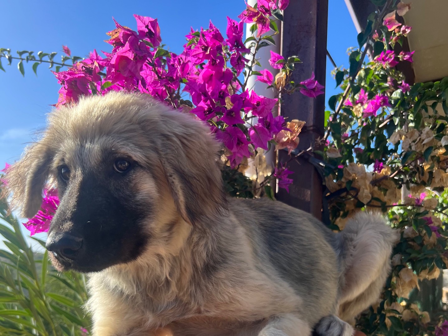 Adotta un cane, maschio, 5 mesi, Enna