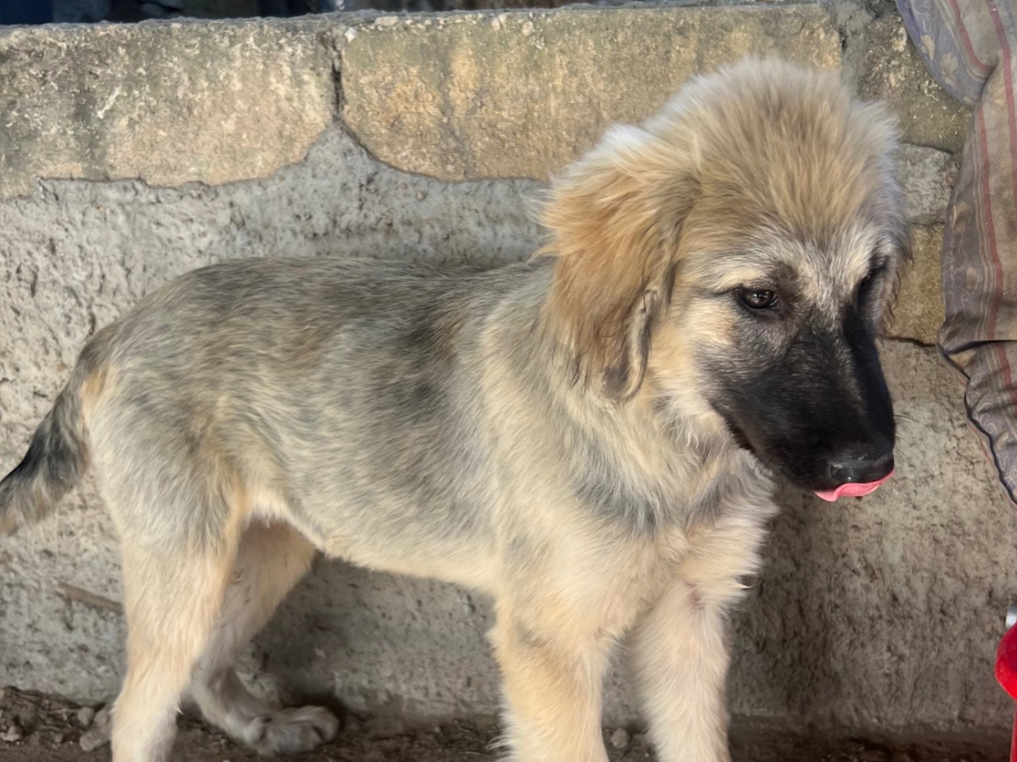 Adotta un cane, taglia grande, maschio, Enna