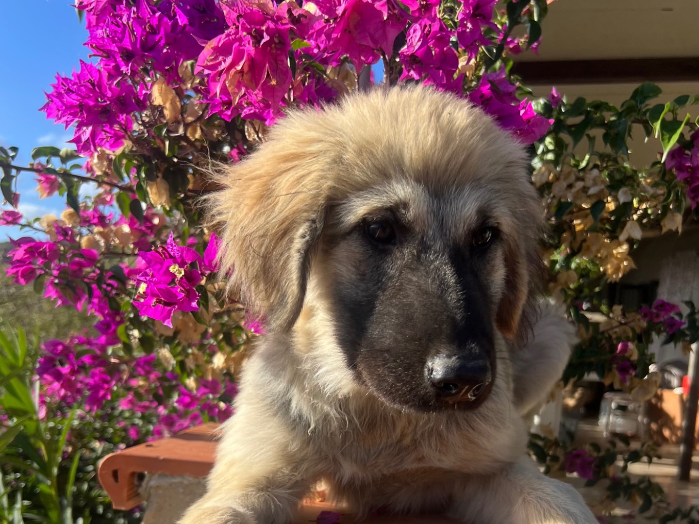 Vuoi adottare un cane a Enna?