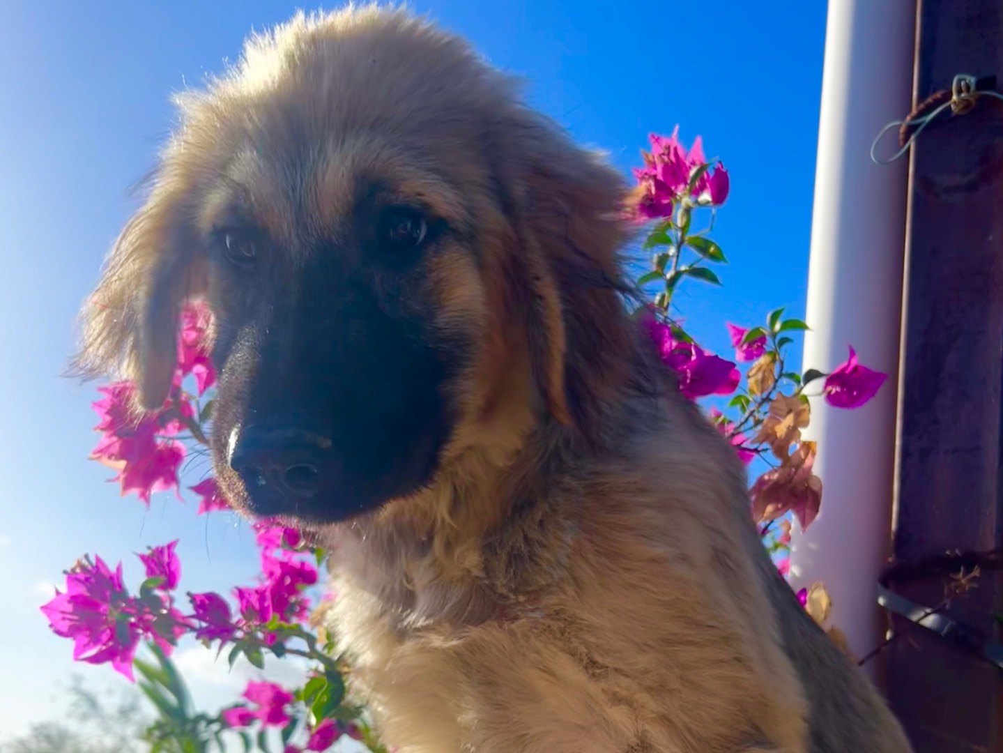 Adotta il cane Tobia a Enna