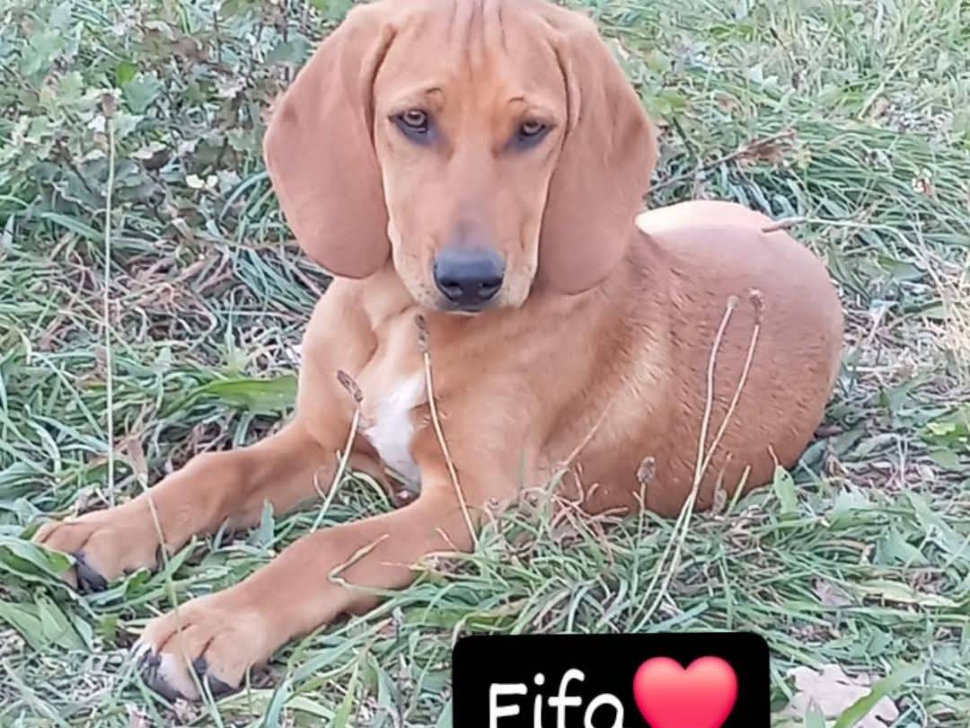 Adozione cane, femmina, Segugio Razza sconosciuta, 3 mesi, taglia piccola, Viterbo