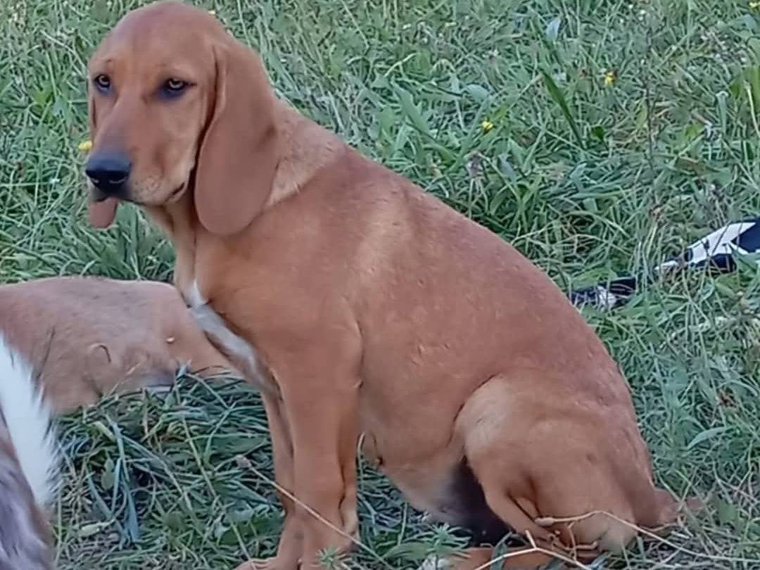 Adotta un cane, femmina, 3 mesi, Viterbo