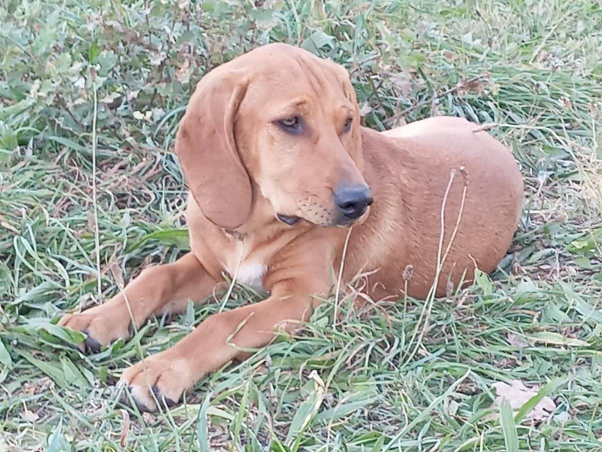 Adotta un cane, taglia piccola, femmina, Viterbo