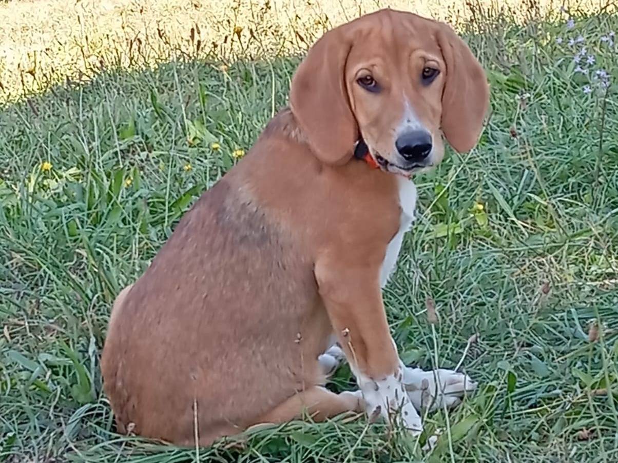Adotta un cane, taglia piccola, femmina, Viterbo