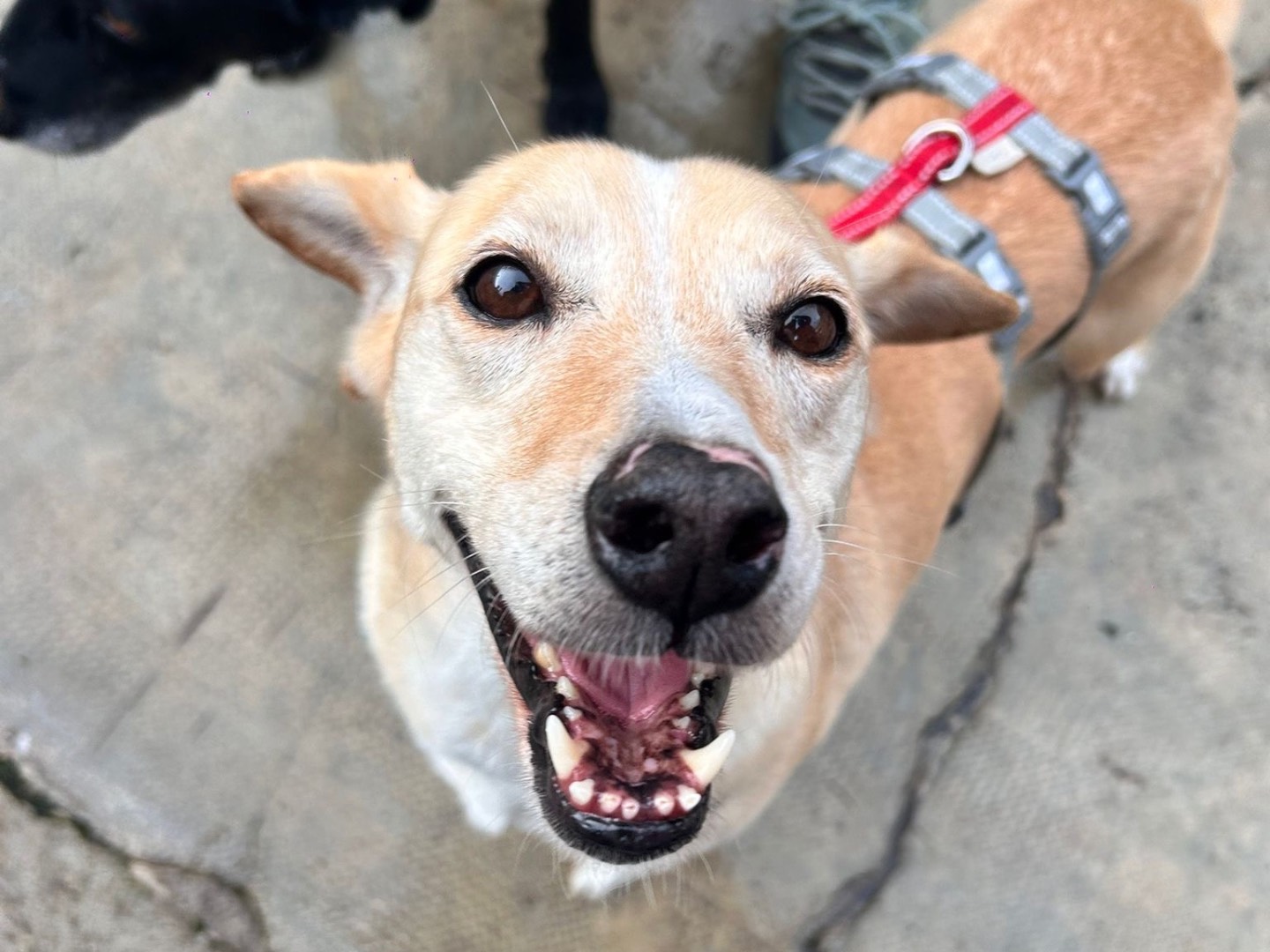 Adozione cane, femmina, Razza sconosciuta Razza sconosciuta, 9 anni e 4 mesi, taglia media contenuta, Milano