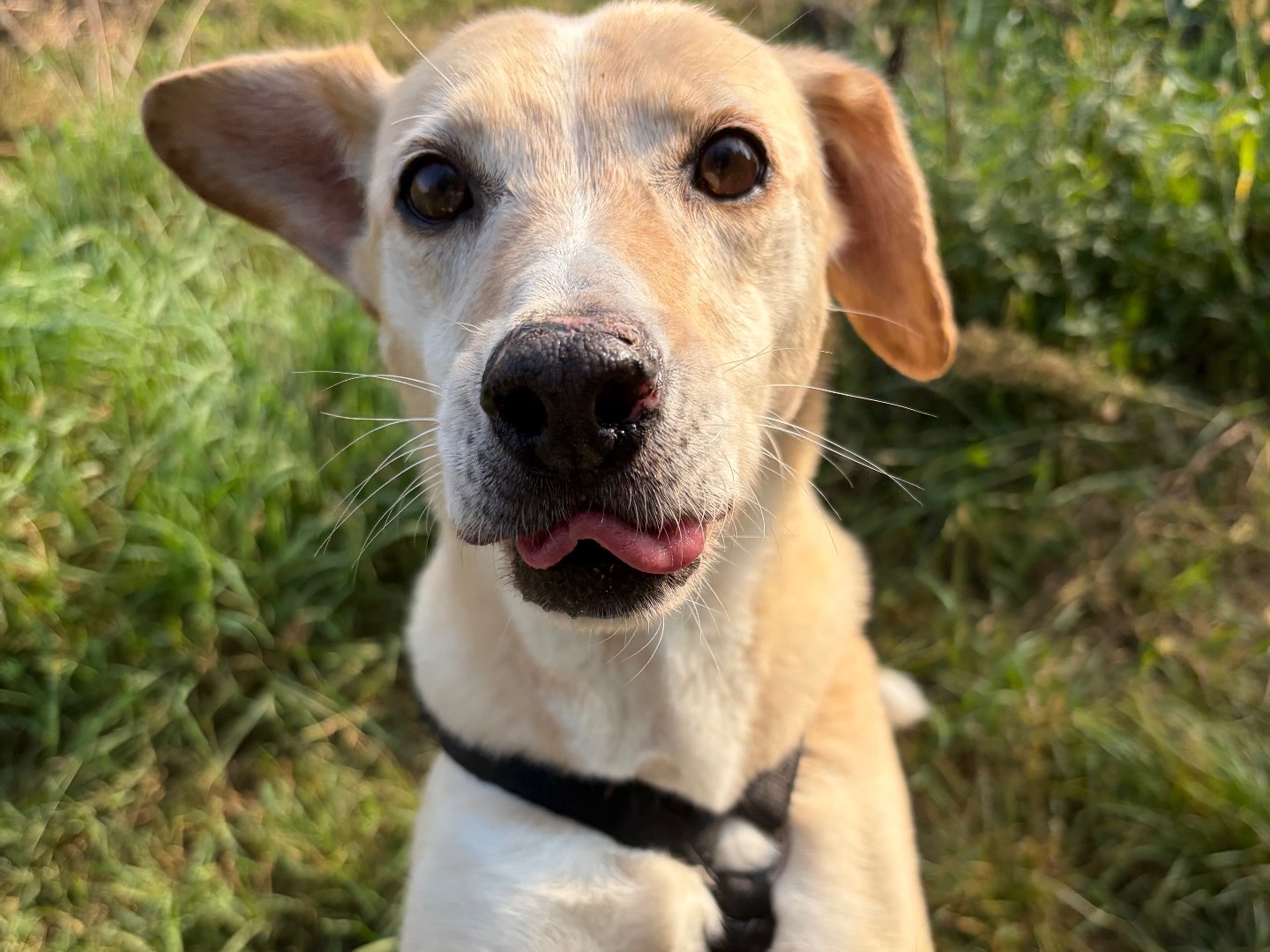 Adotta un cane, femmina, 9 anni e 4 mesi, Milano