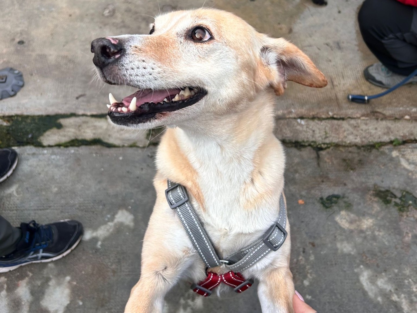 Adotta un cane, taglia media contenuta, femmina, Milano