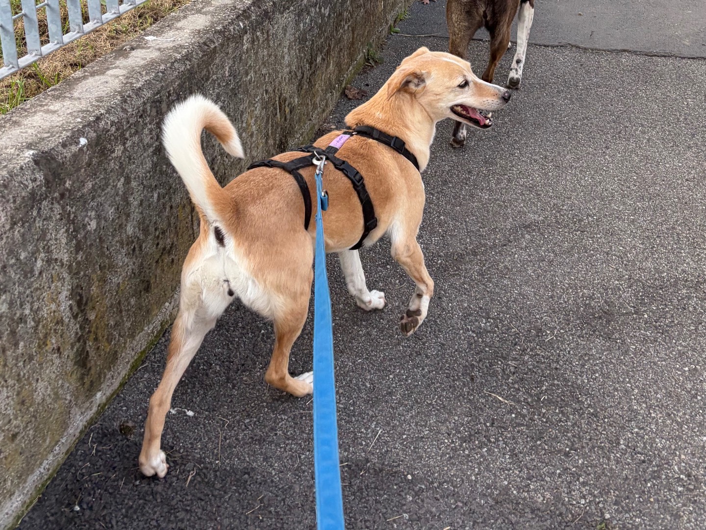 Vuoi adottare un cane a Milano?