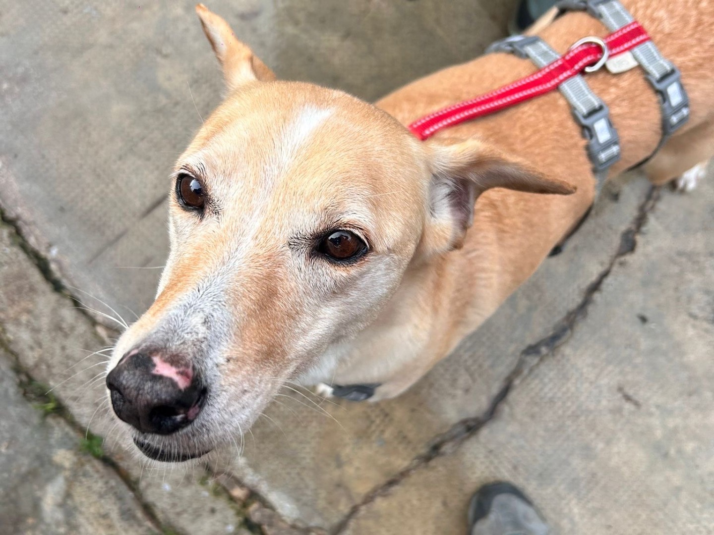 Adotta il cane Bionda a Milano