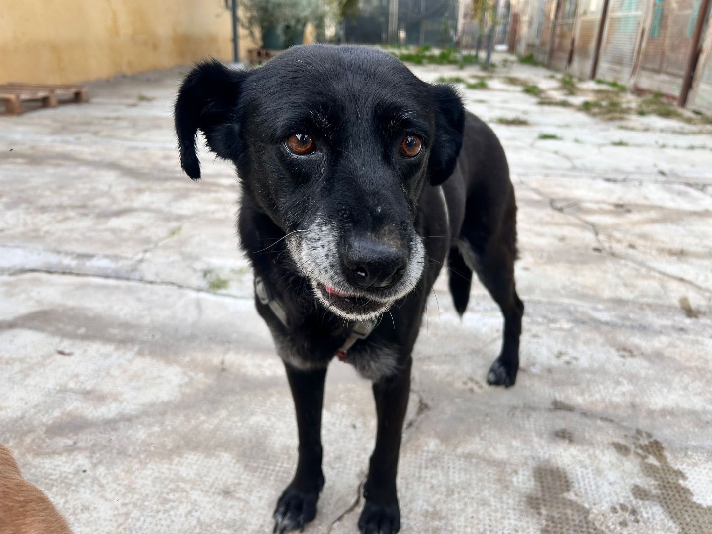 Adozione cane, femmina, Razza sconosciuta Razza sconosciuta, 11 anni e 2 mesi, taglia media, Milano