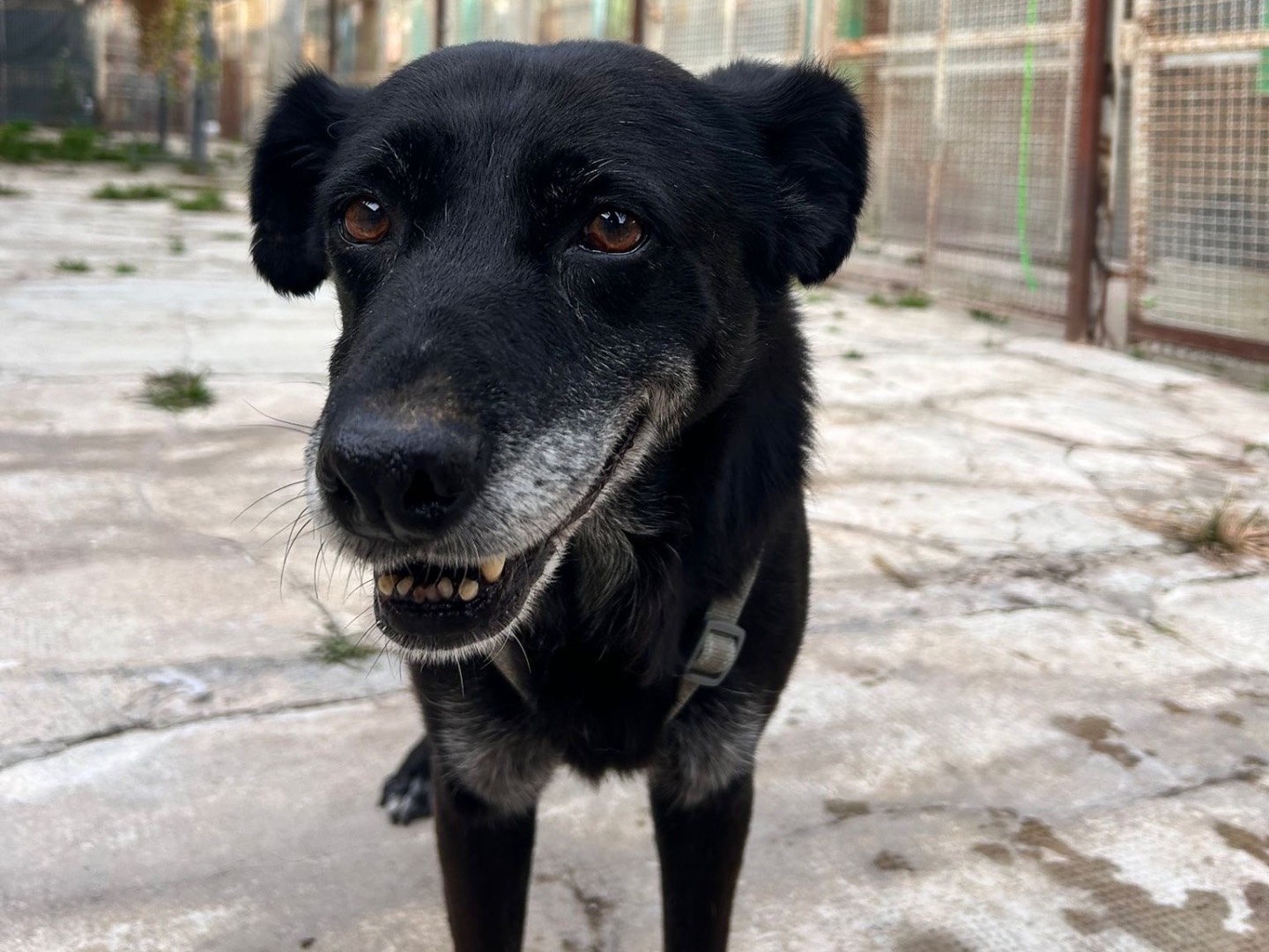 Adotta un cane, taglia media, femmina, Milano