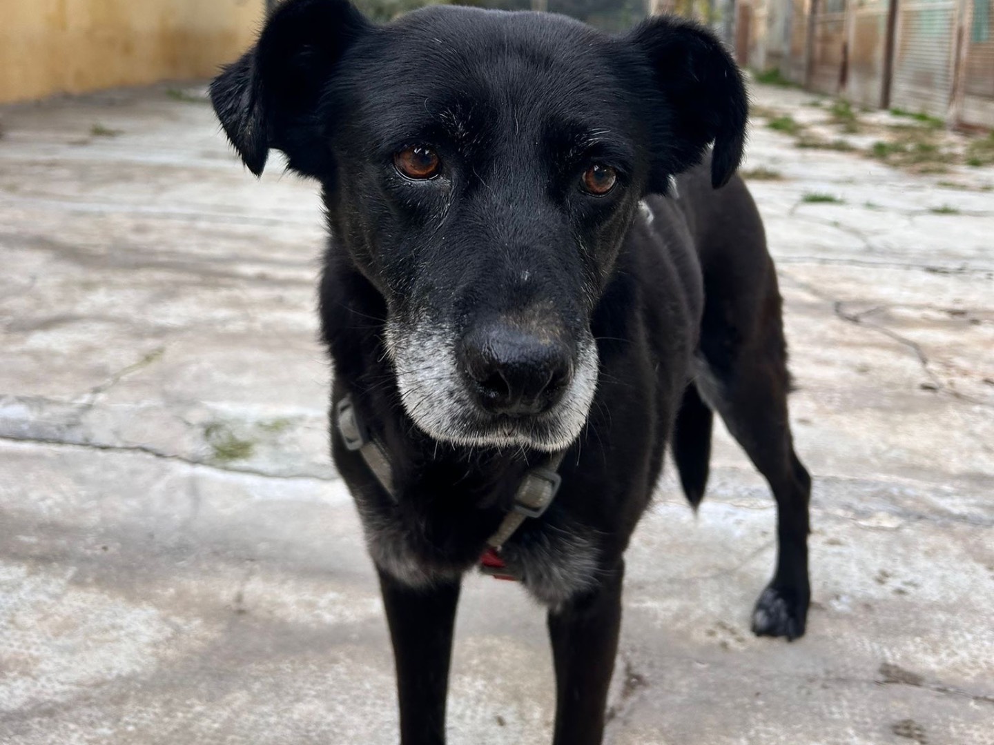 Vuoi adottare un cane a Milano?