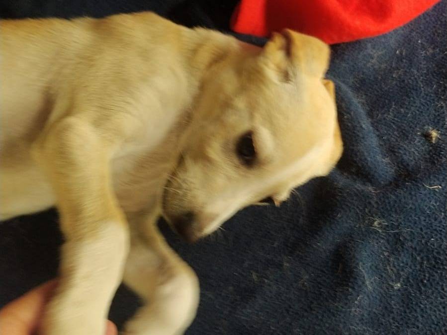 Foto 3 dell'animale