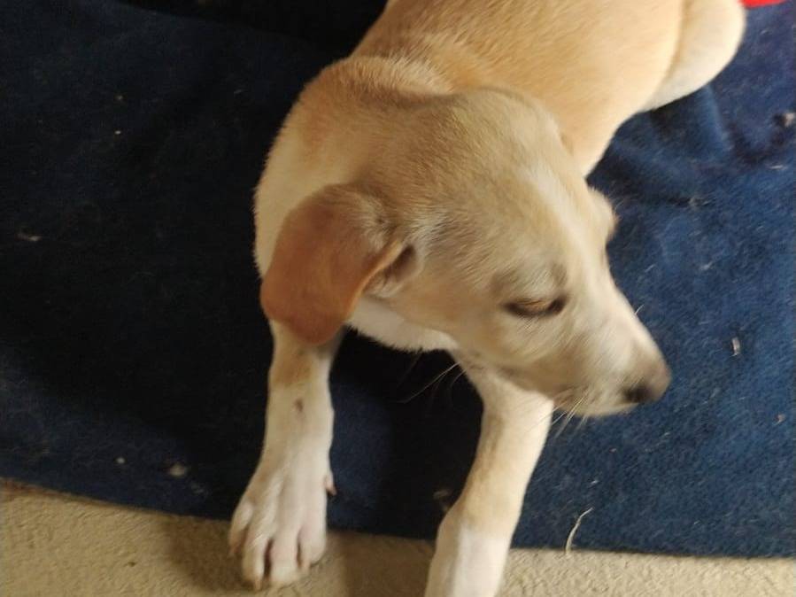 Vuoi adottare un cane a Terni?