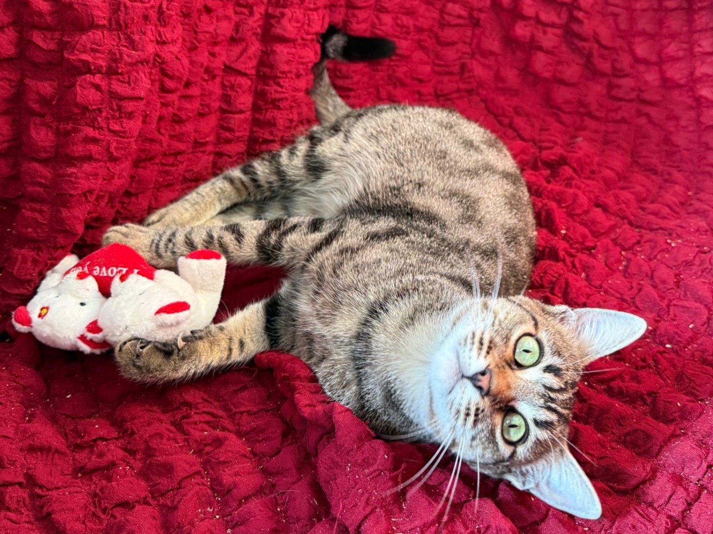 Adozione gatto, femmina, Razza sconosciuta Razza sconosciuta, 5 mesi, taglia non valida, Bari