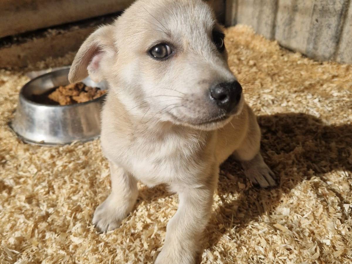 Adozione cane, maschio, Razza sconosciuta Razza sconosciuta, 1 mesi, taglia piccola, Frosinone