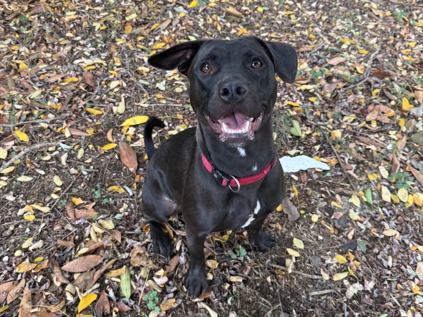Adozione cane, femmina, Pitbull Beagle , 10 mesi, taglia media, Roma