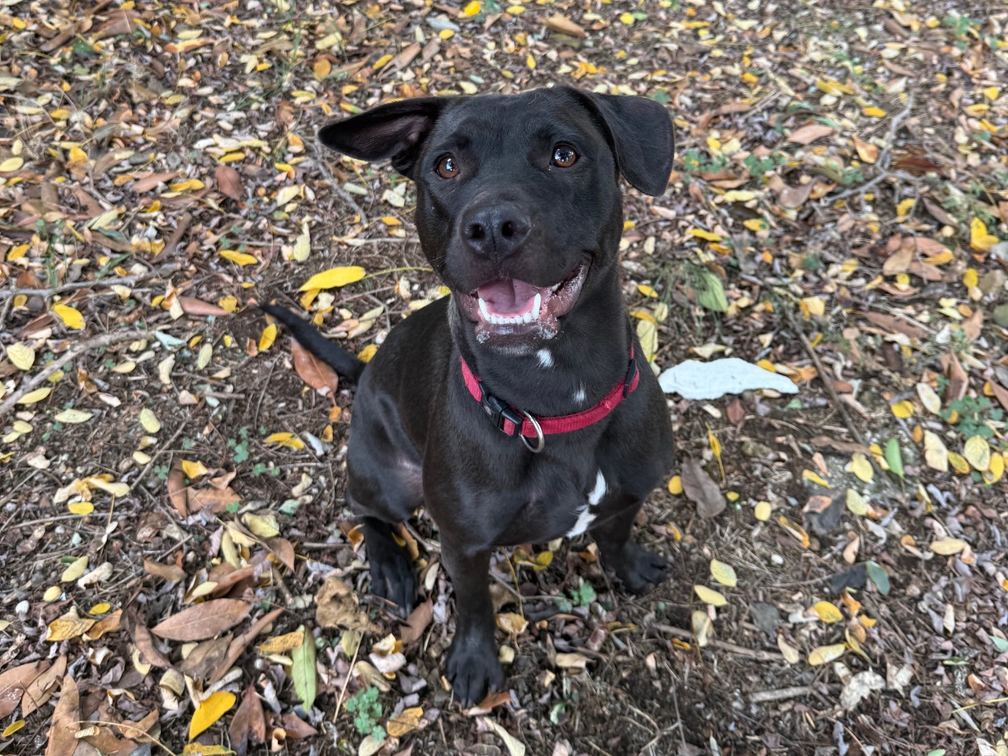 Adotta un cane, femmina, 10 mesi, Roma