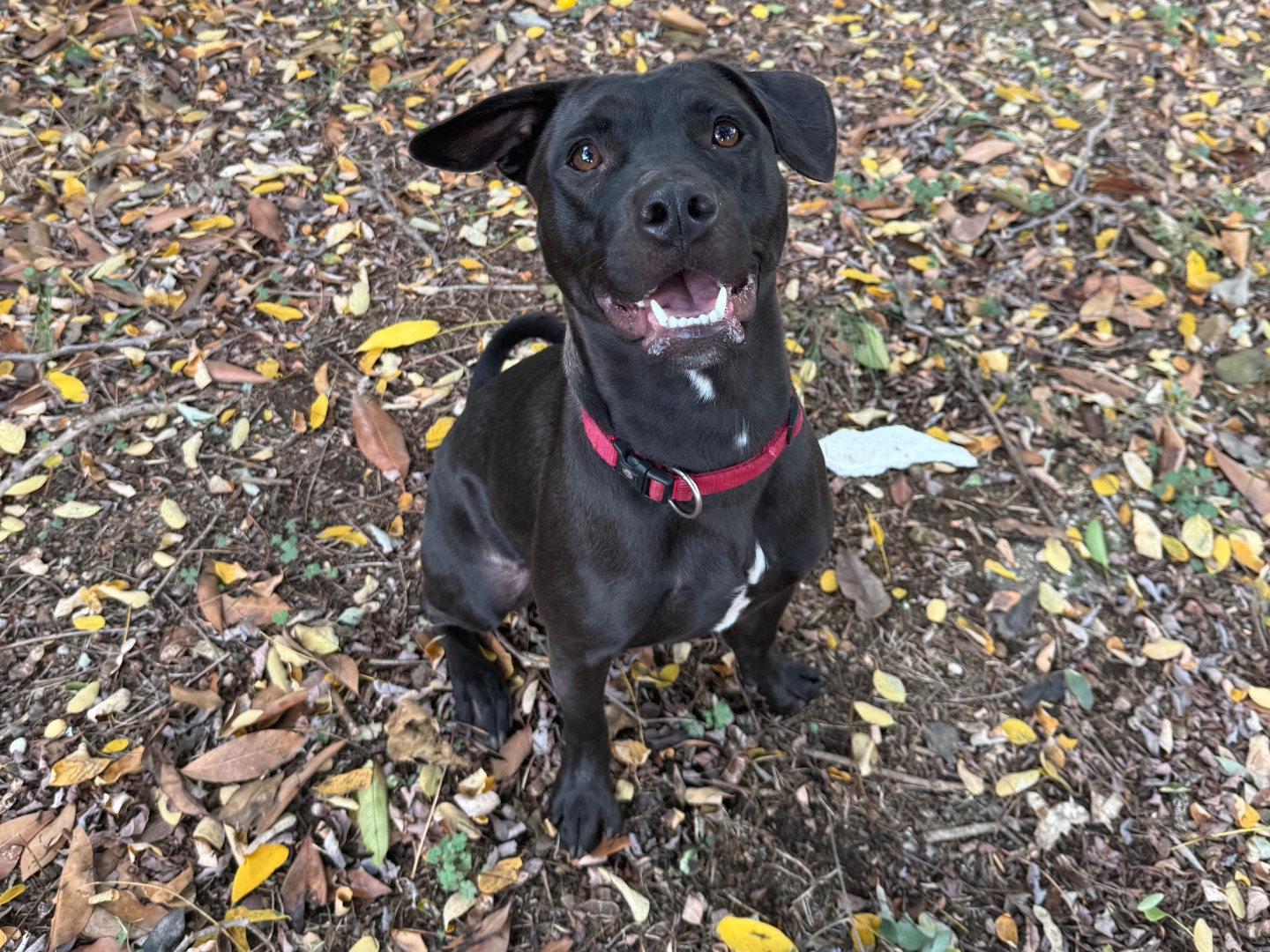 Adotta un cane, taglia media, femmina, Roma