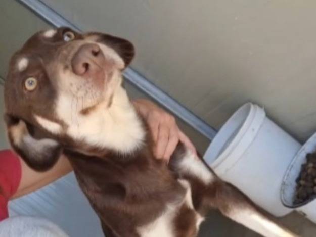 Adozione cane, maschio, Razza sconosciuta Razza sconosciuta, 2 anni e 1 mese, taglia media contenuta, Cosenza