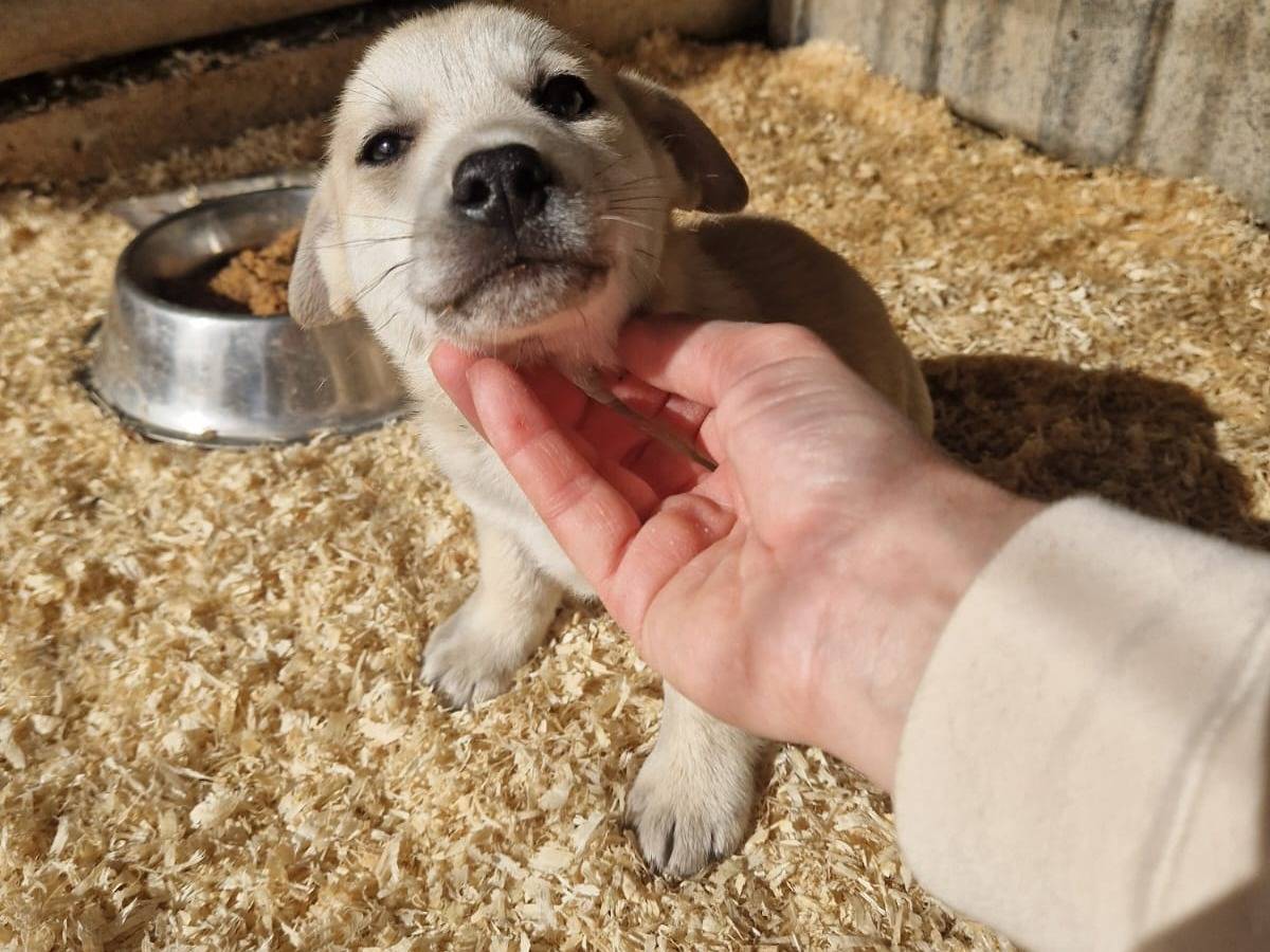 Adotta un cane, maschio, 1 mesi, Frosinone