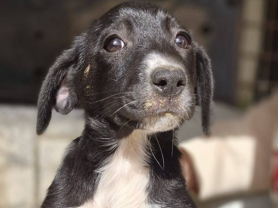 Adozione cane, femmina, Razza sconosciuta Razza sconosciuta, 1 mesi, taglia media contenuta, Frosinone