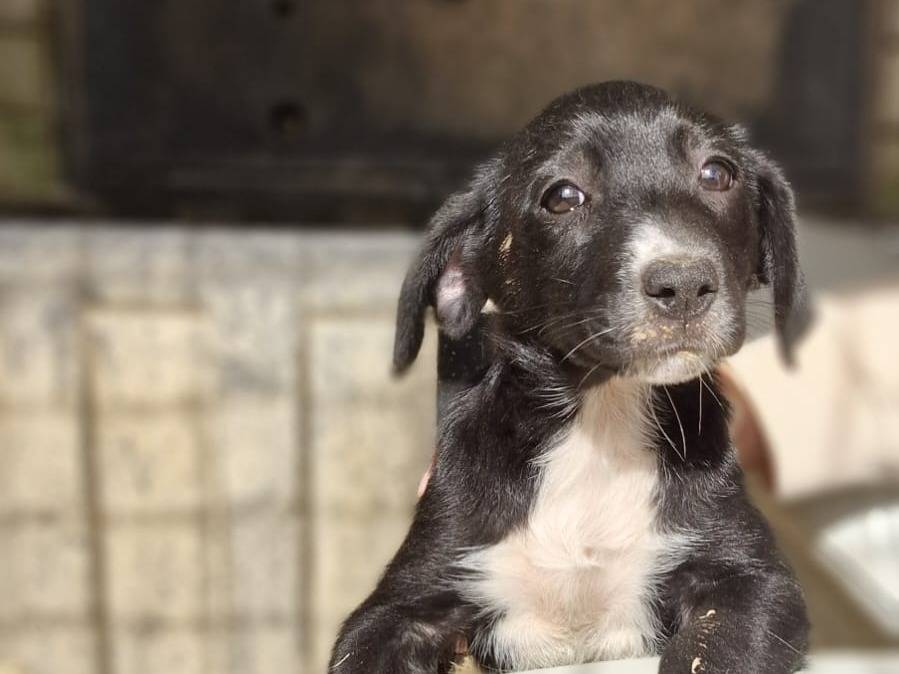 Adotta un cane, femmina, 1 mesi, Frosinone