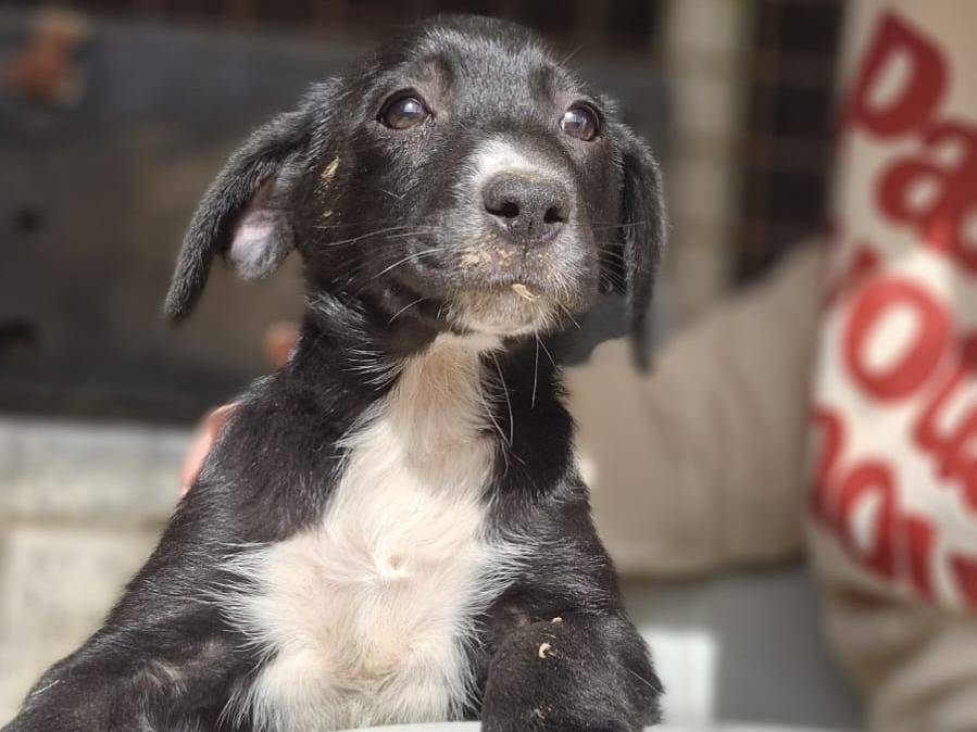 Adotta il cane Zara a Frosinone