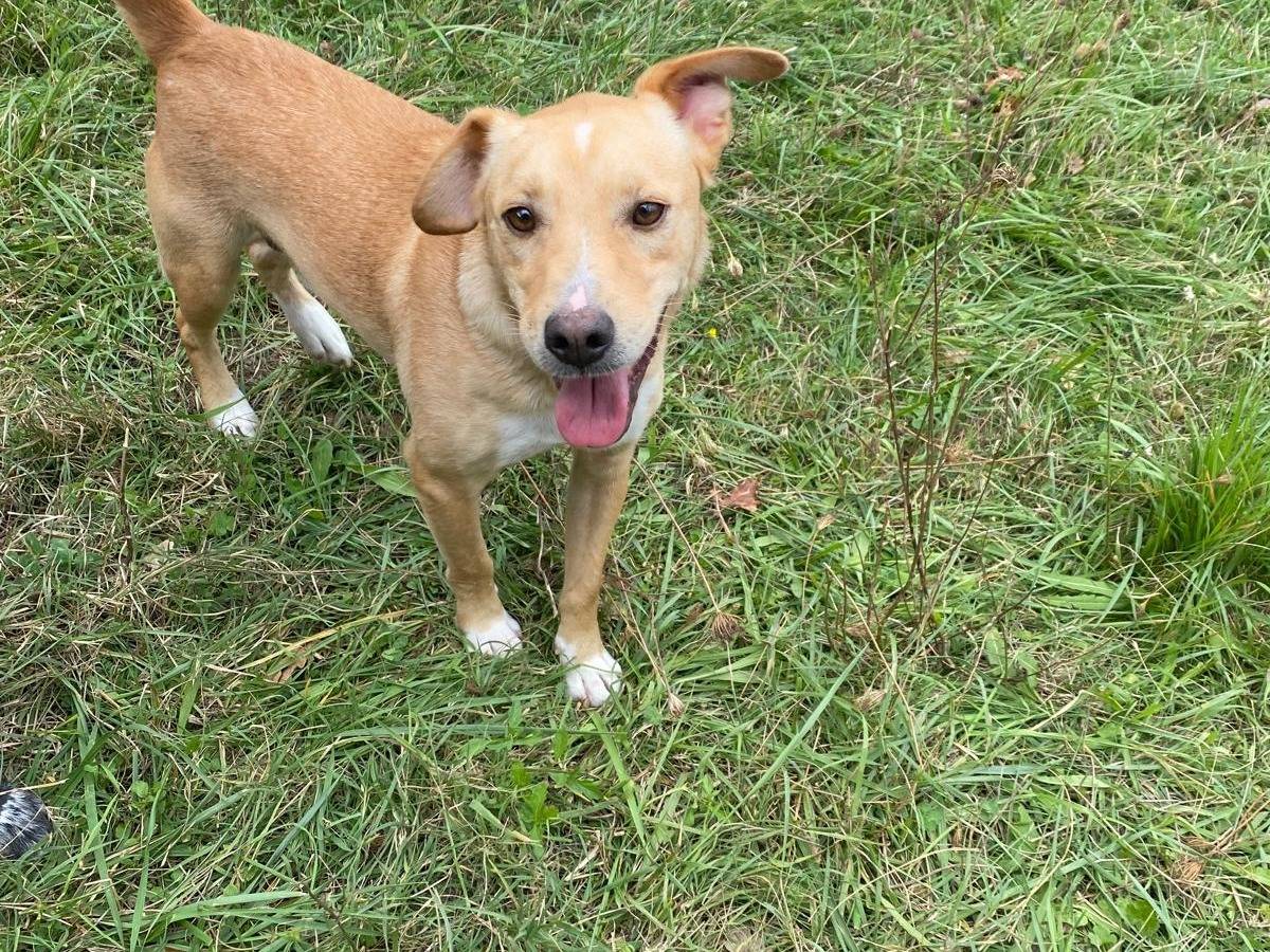 Adozione cane, maschio, Razza sconosciuta Razza sconosciuta, 3 anni e 8 mesi, taglia media contenuta, Avellino