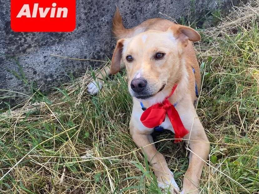 Adotta un cane, maschio, 3 anni e 8 mesi, Avellino