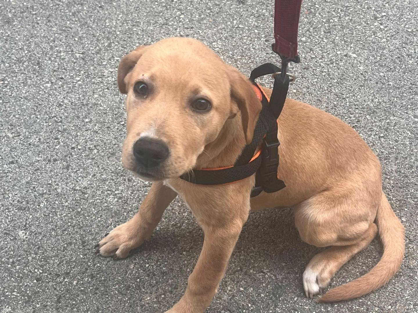 Adozione cane, maschio, Labrador Retriever Razza sconosciuta, 4 mesi, taglia media, Lucca